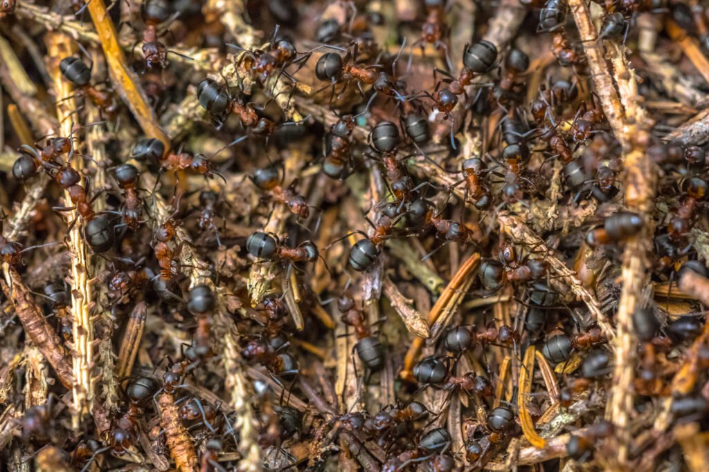 Invasione di Formiche di Fuoco