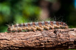 Esempio di processionaria su un ramo